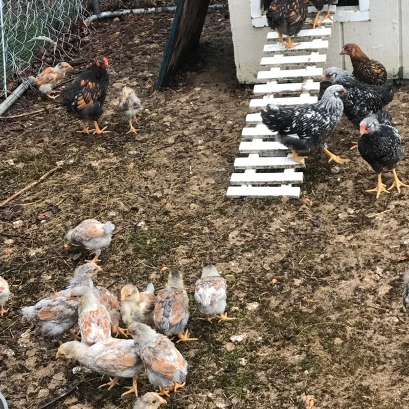 Wyandotte chickens and chicks at Channell Homestead
