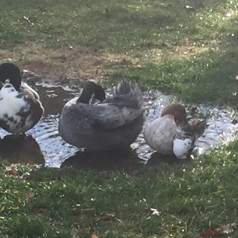 Blue Swedish ducks at Channell Homestead