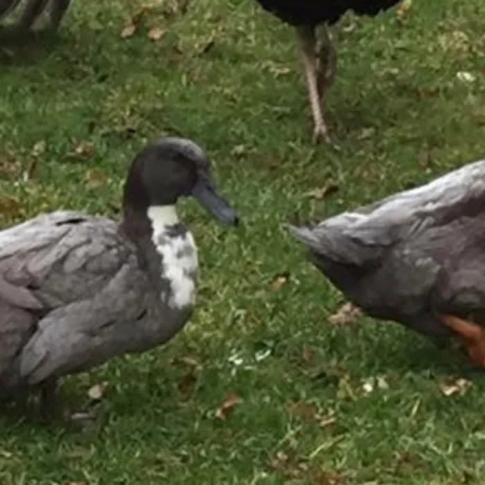 Ducks in the yard at Channell Homestead