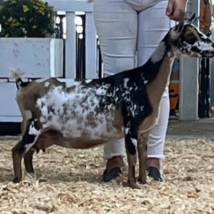 Show goat at Channell Homestead