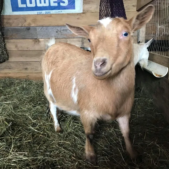 Young Nigerian Dwarf goat at Channell Homestead
