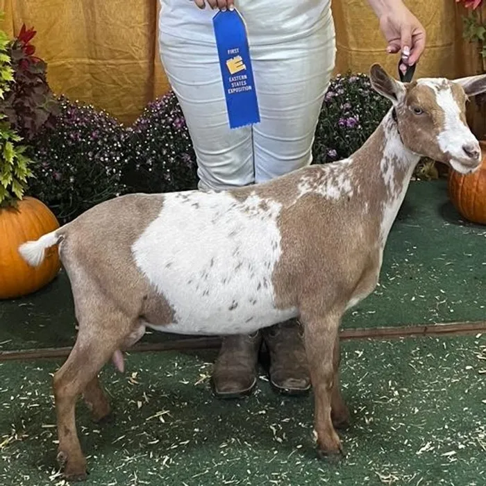 Nigerian Dwarf goat with show ribbons