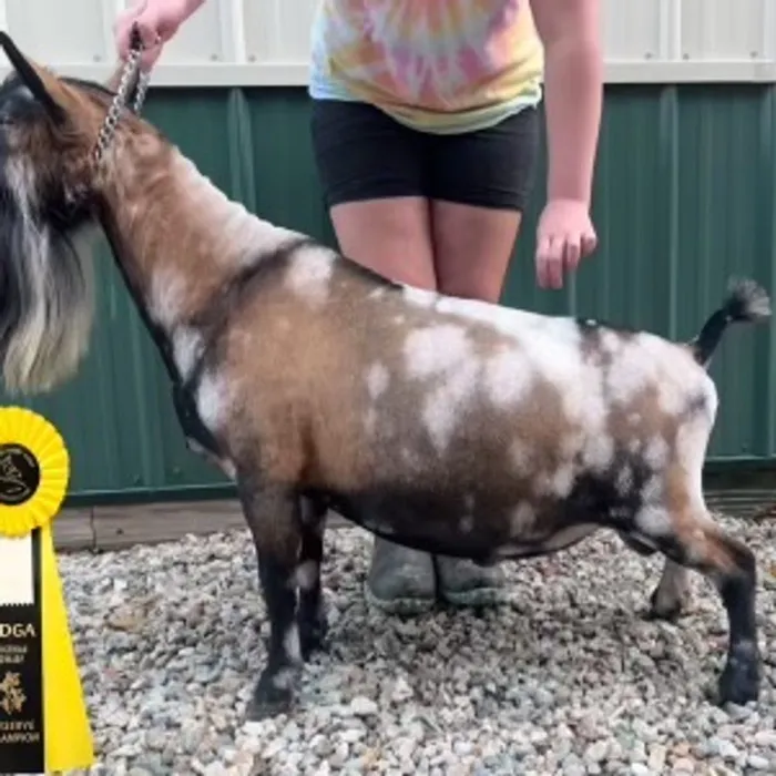 Reserve Champion Nigerian Dwarf goat