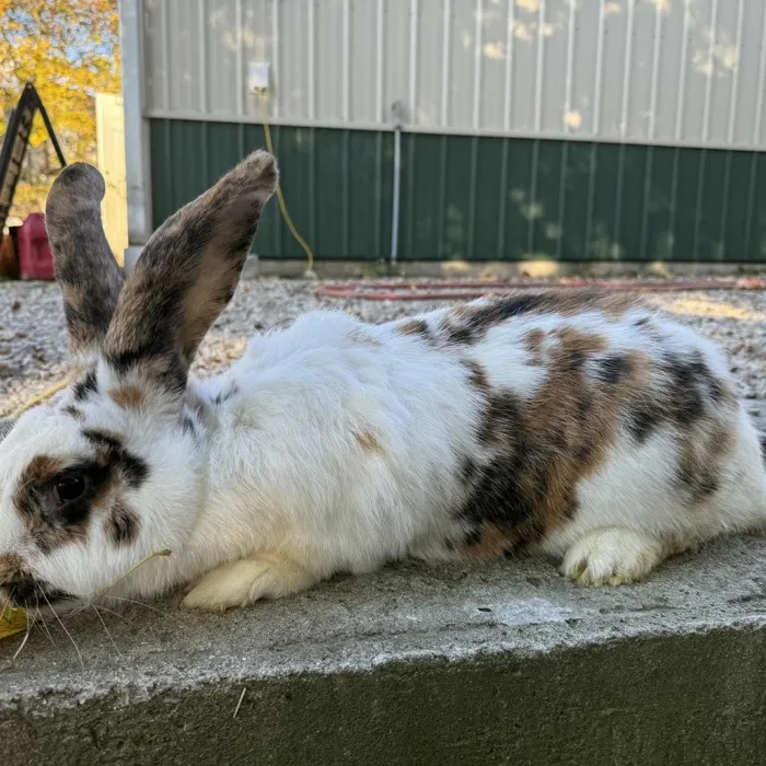 Continental Giant rabbit named Junebug
