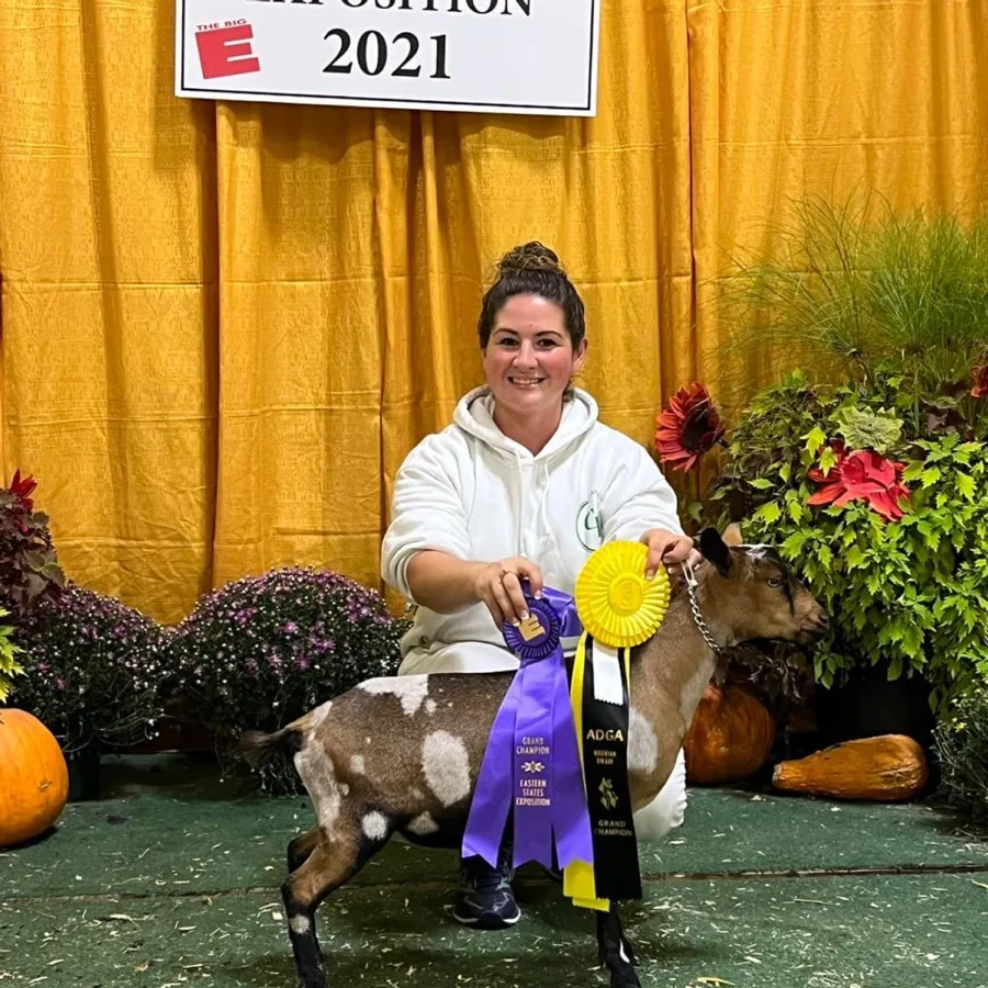 Nigerian Dwarf goat with Grand Champion show ribbons