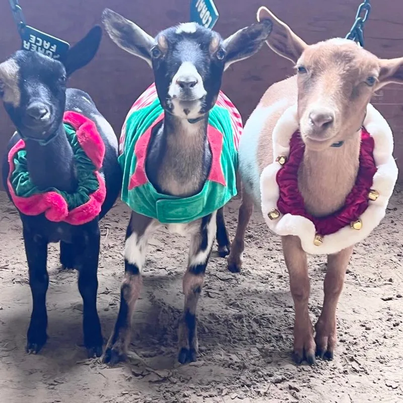 Goats dressed up for Jingle Bell Goat Yoga