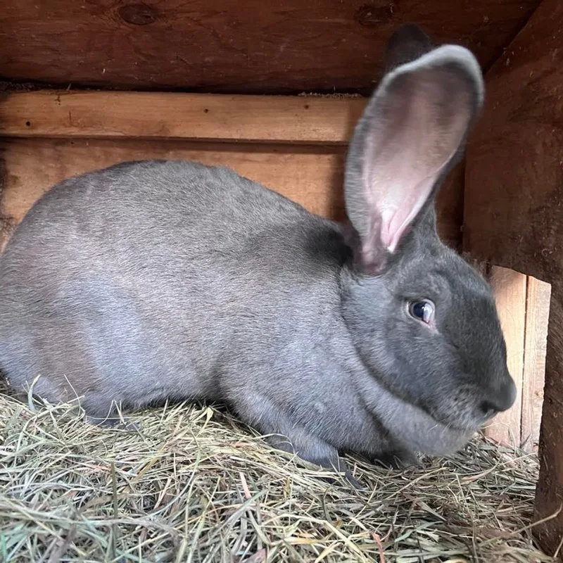 Continental Giant rabbit at Channell Homestead